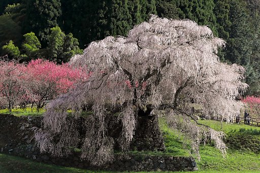 又兵衛桜