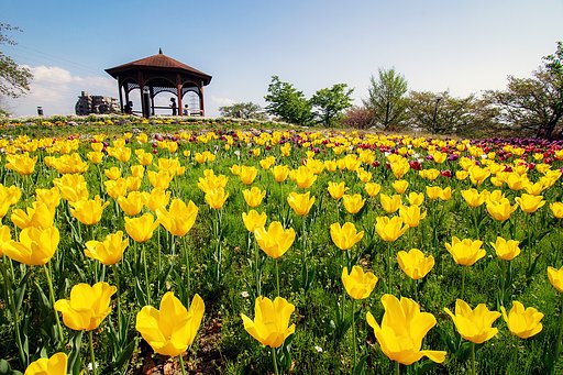 【花のある風景】チューリップに誘われて