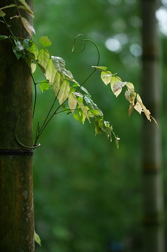 Tamron 90mm F2.8  Macro