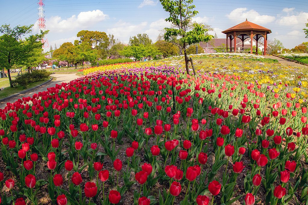 【花のある風景】チューリップに誘われて②