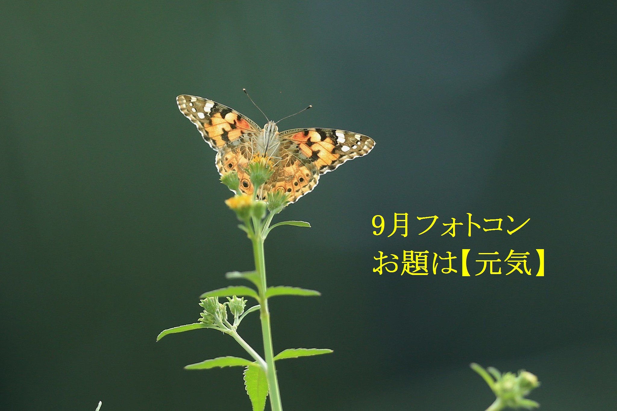 9月フォトコンへのお誘い
