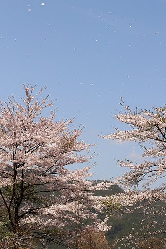 桜吹雪