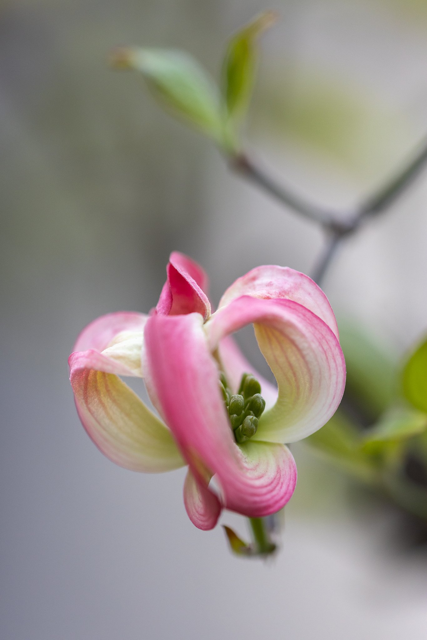EF180mm f/3.5L Macro USM