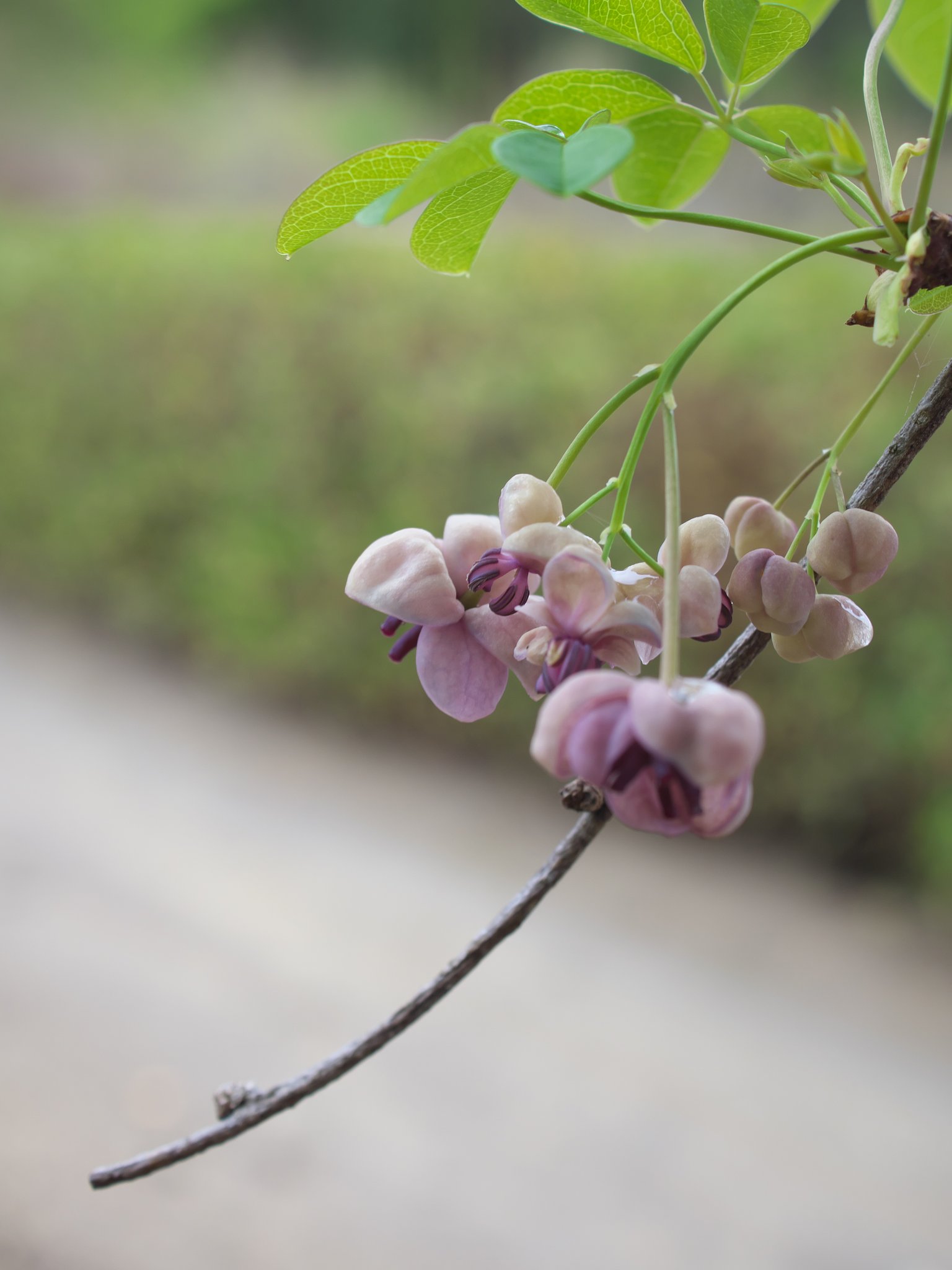 アケビの花