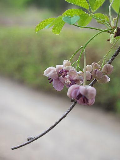 アケビの花