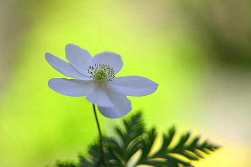 イチゲ 晴れの日