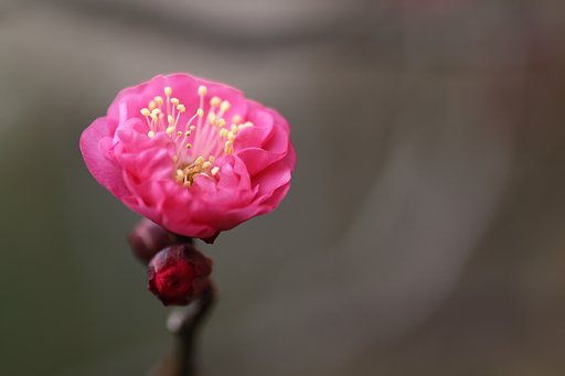 紅梅