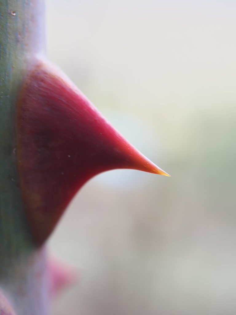 バラのトゲ