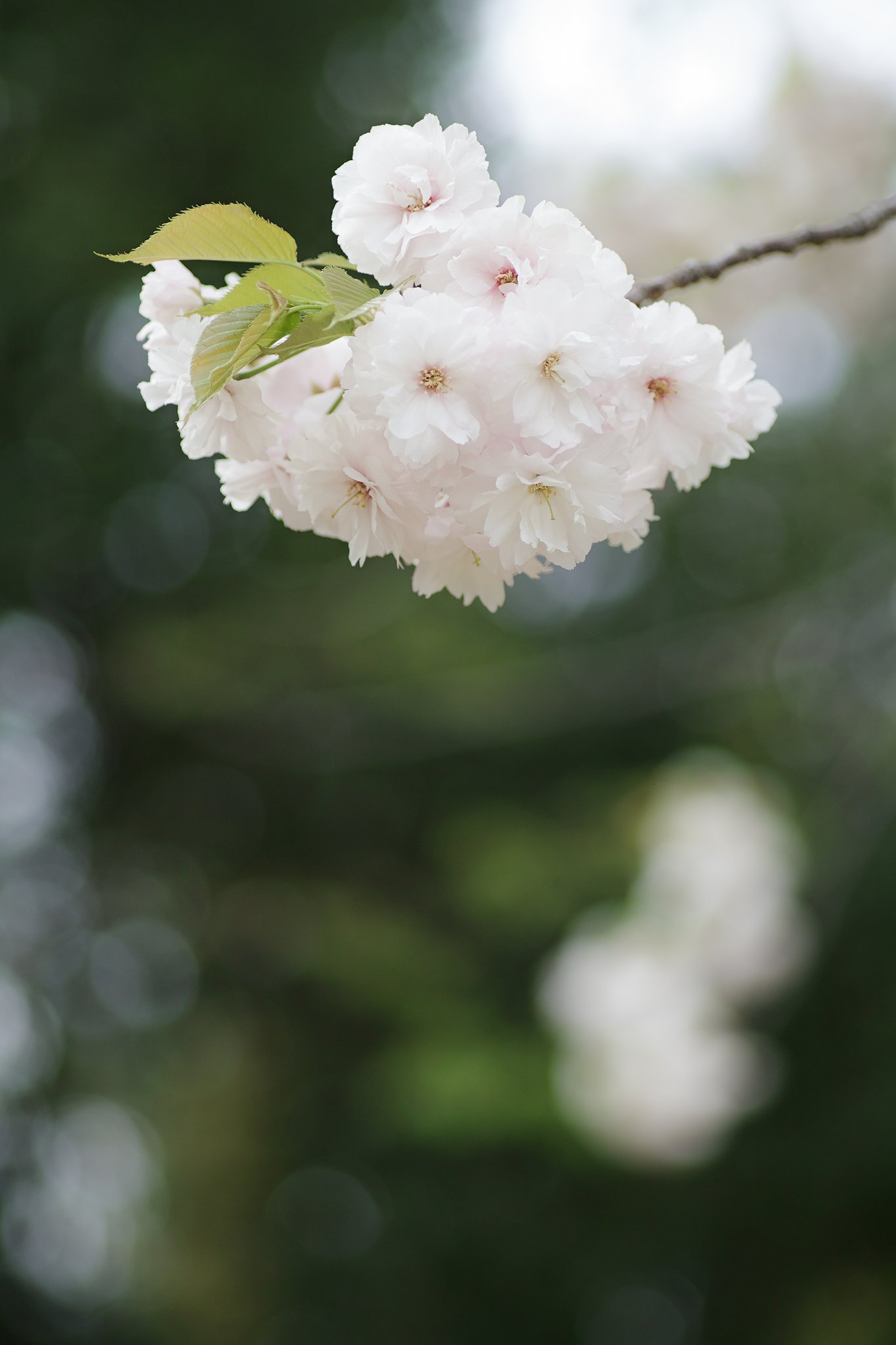 タムロン９０mmF2.8マクロ（172E）