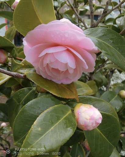 【好きなもの】冬に咲く花
