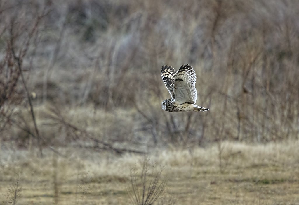 SIGMA 500mm DG HSM f4.5