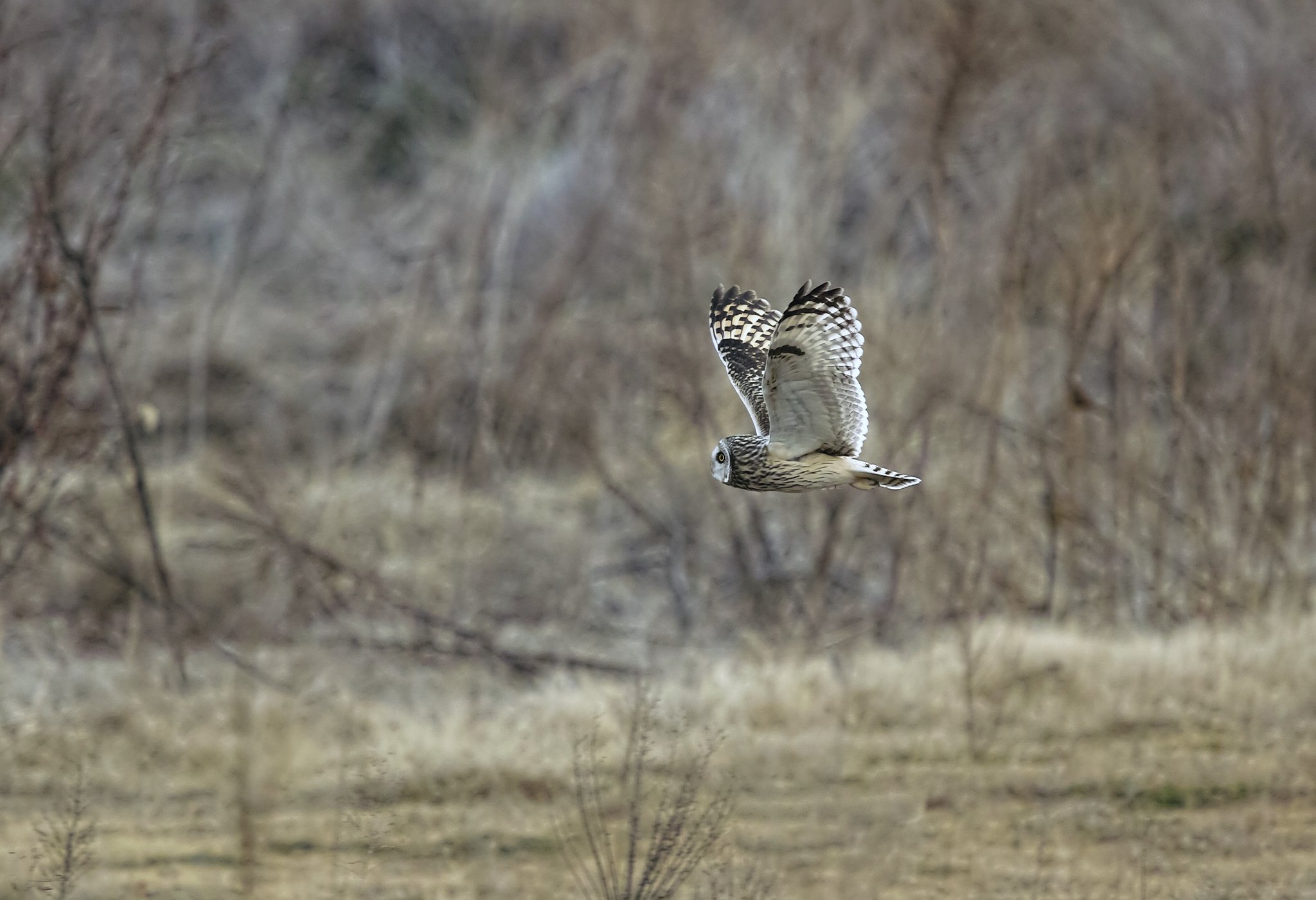 SIGMA 500mm DG HSM f4.5