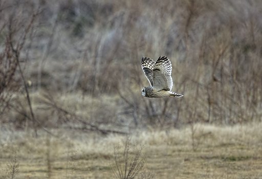 SIGMA 500mm DG HSM f4.5