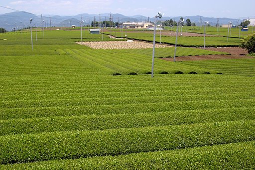 茶畑