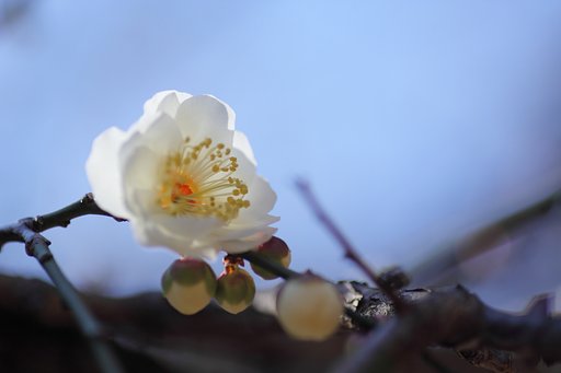 白梅