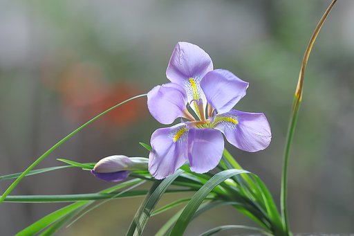 カンアヤメ