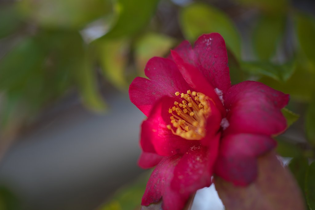 山茶花の宿