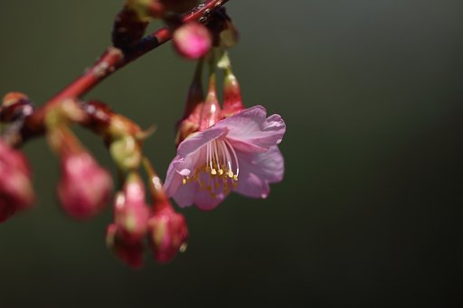 河津桜参る
