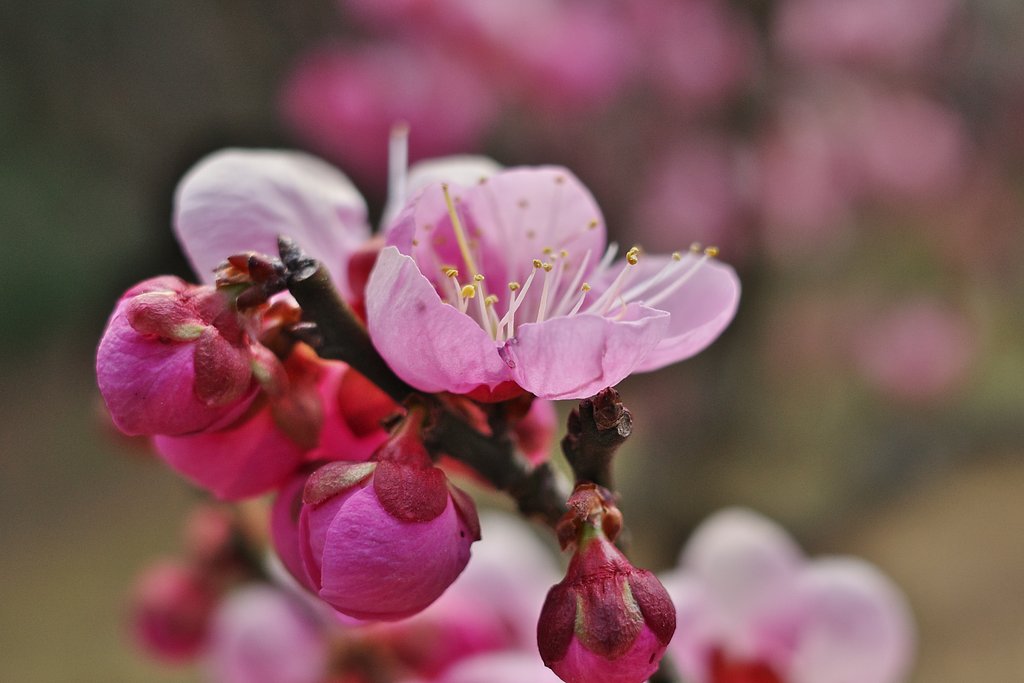 梅花