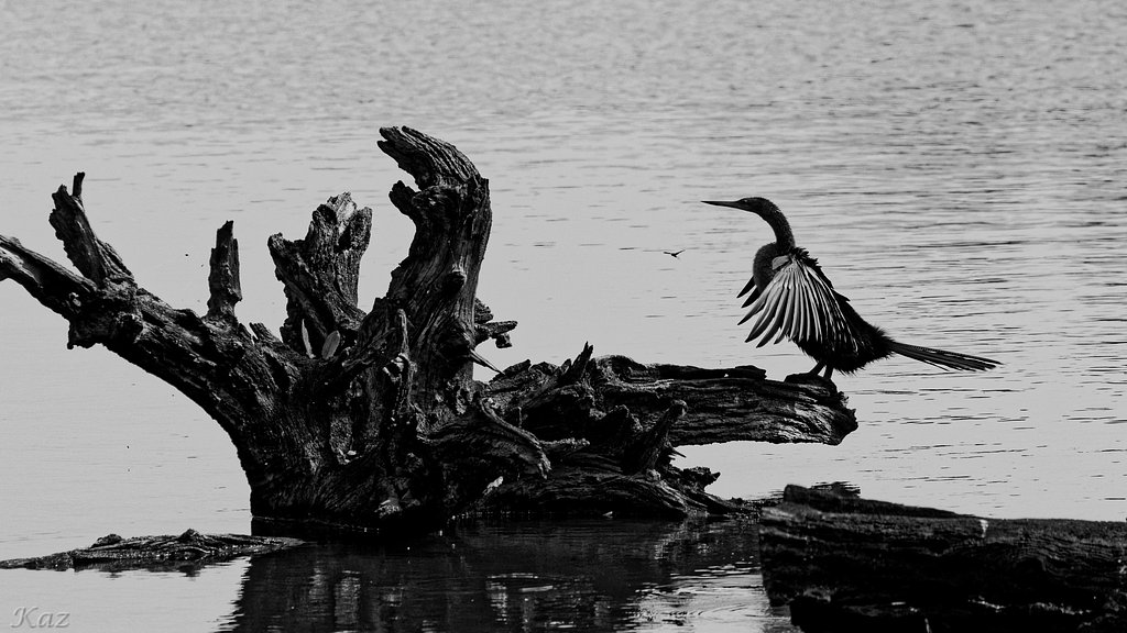Anhinga