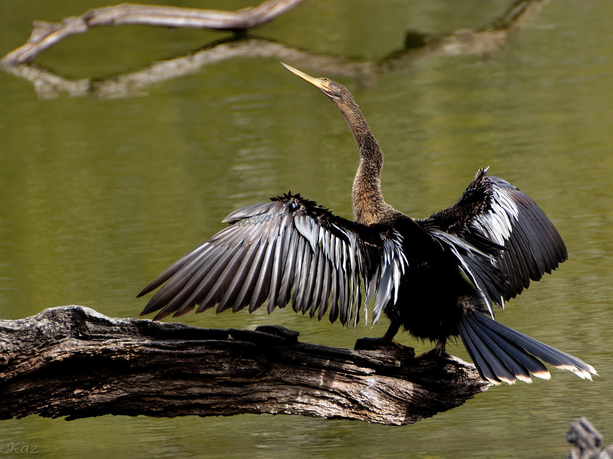 Anhinga 2