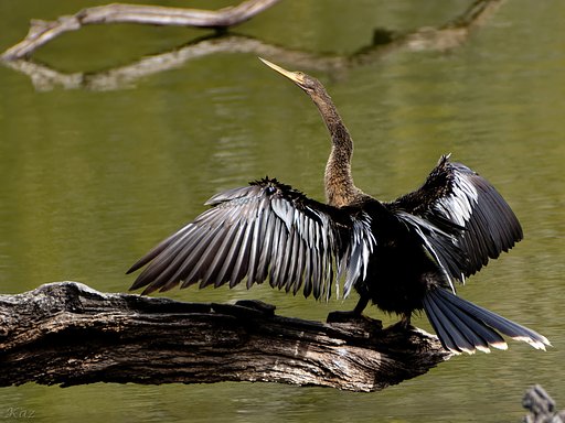 Anhinga 2