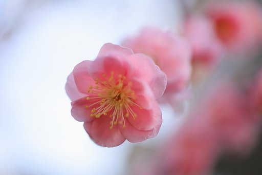 しだれ紅梅