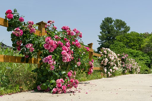 【好きなもの】薔薇の花