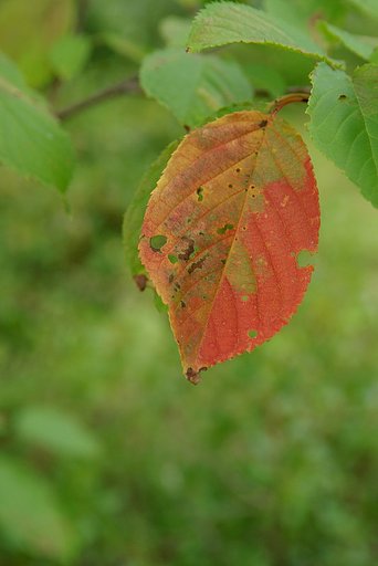 部分紅葉桜編