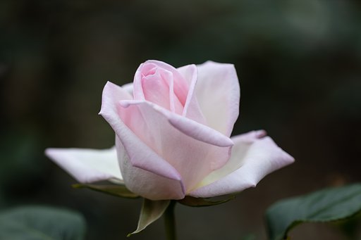 EF180mm f/3.5L Macro USM