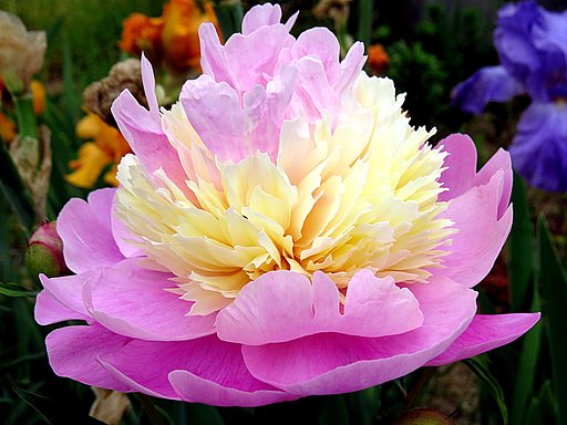 シャクヤクの花UP　３