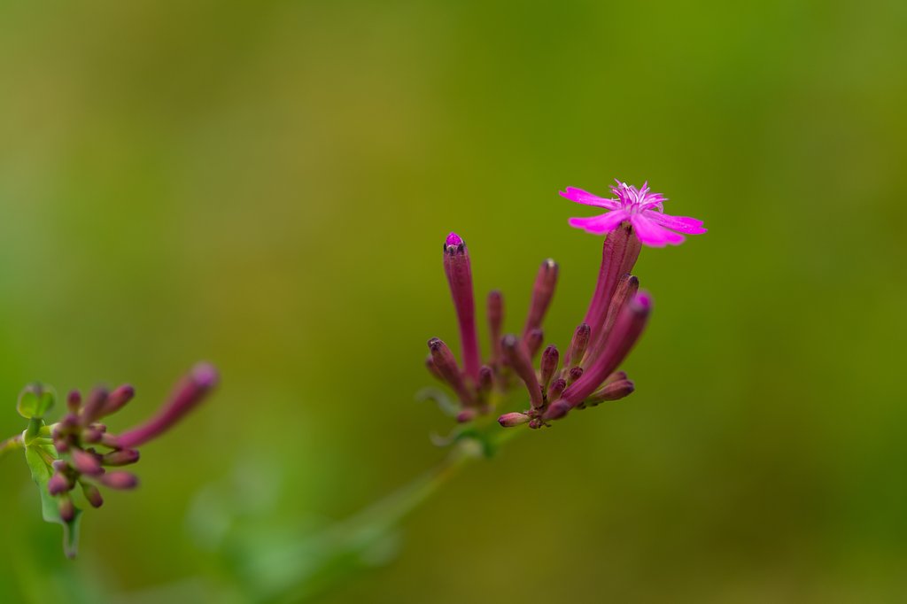 AF-S Micro NIKKOR 60mm F2.8G ED