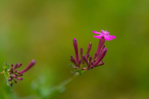 AF-S Micro NIKKOR 60mm F2.8G ED