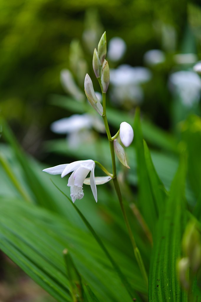 AF-S Micro NIKKOR 60mm F2.8G ED