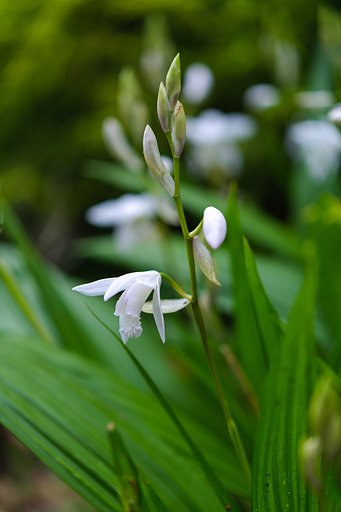 AF-S Micro NIKKOR 60mm F2.8G ED
