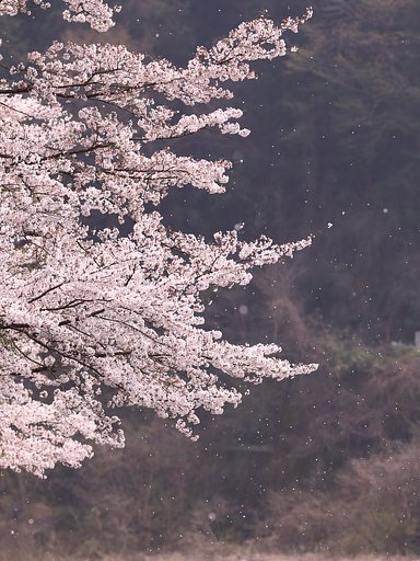 4月7日の写真