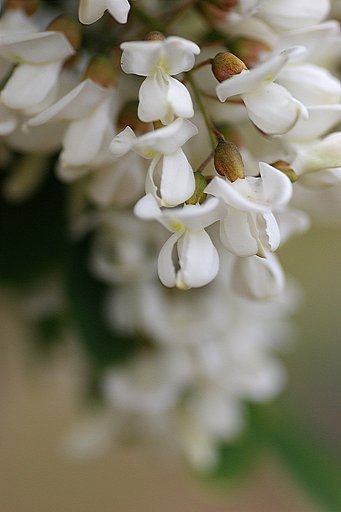 ニセアカシアの花