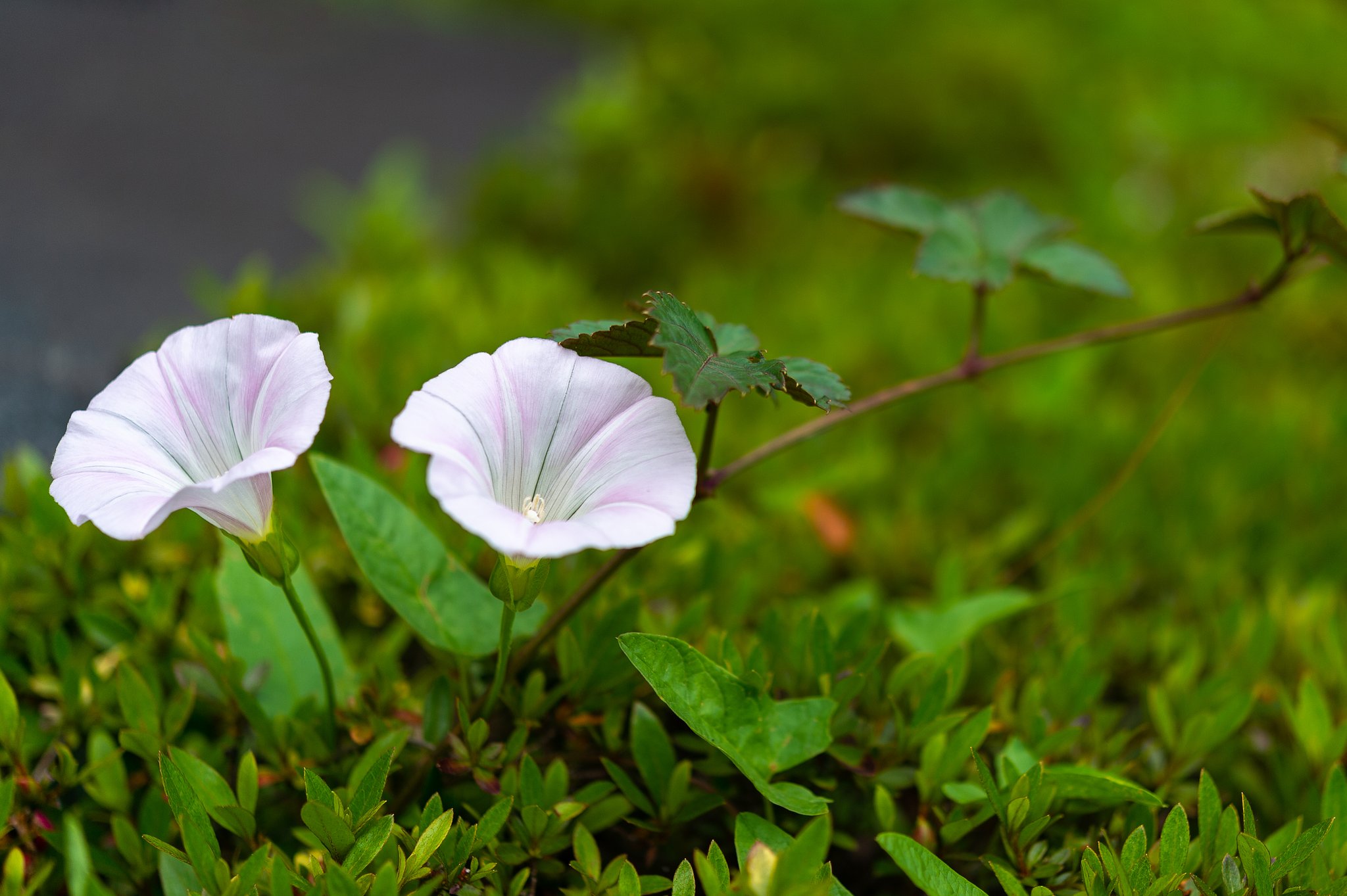 AF-S Micro NIKKOR 60mm F2.8G ED