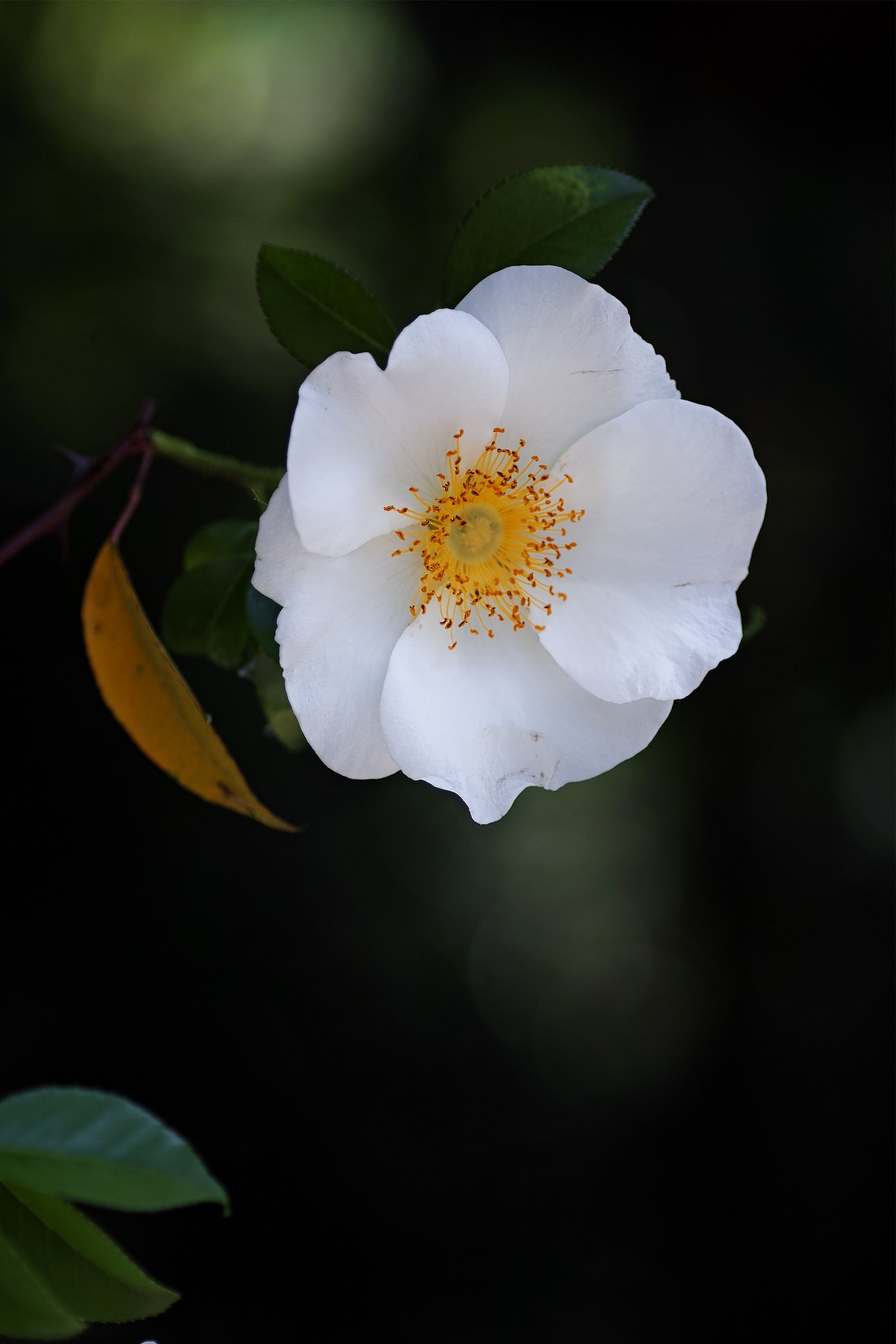 タムロン90mmF2.8マクロ　172E
