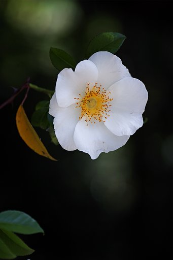 タムロン90mmF2.8マクロ　172E