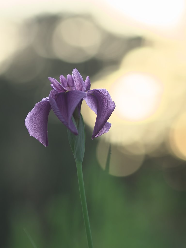 花菖蒲4