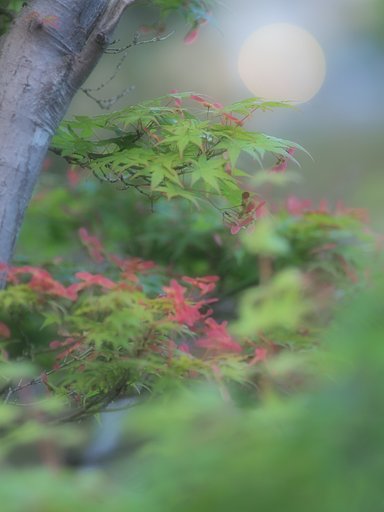 もみじの種2