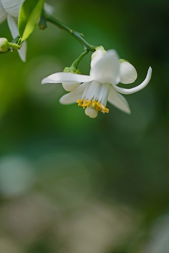 ハッサクの花