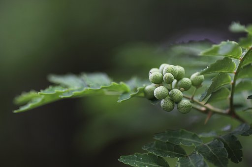 山椒