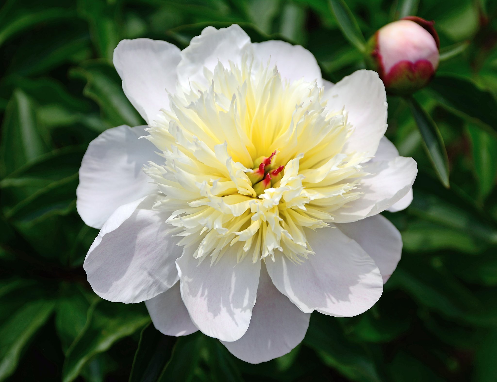 芍薬