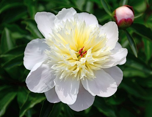 芍薬