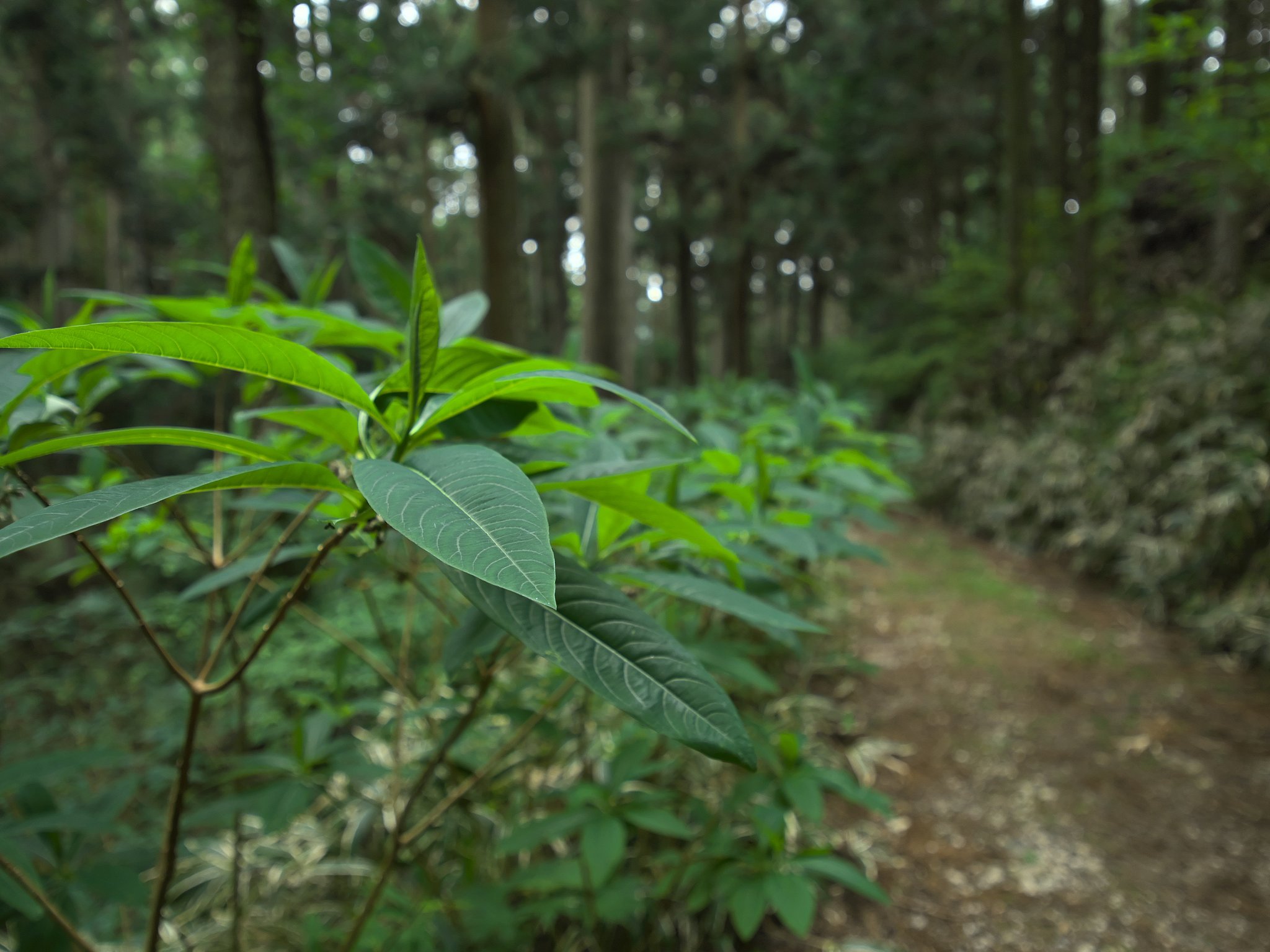ミツマタ群生地2