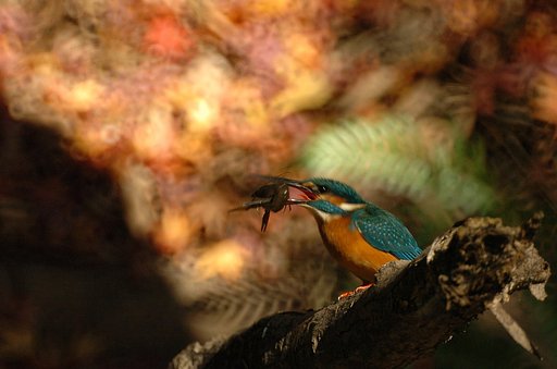 【4MJ】野鳥咆哮