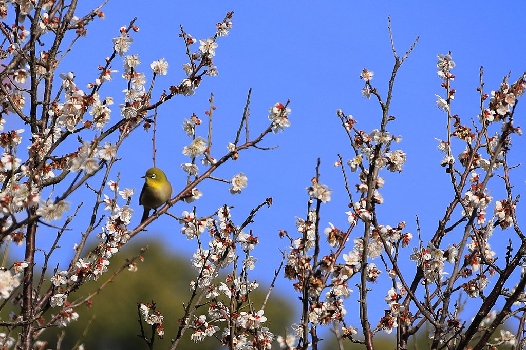 春ですね‥♪♪
