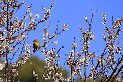 春ですね‥♪♪